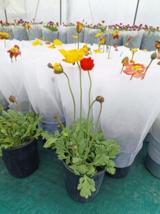 虞美人盆栽桔色带花发冰岛大花虞美人混双色庭院阳台花镜植物花卉