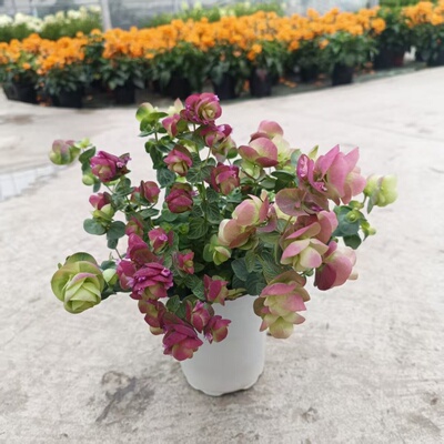 牛至折纸画盆栽多年生垂吊观叶