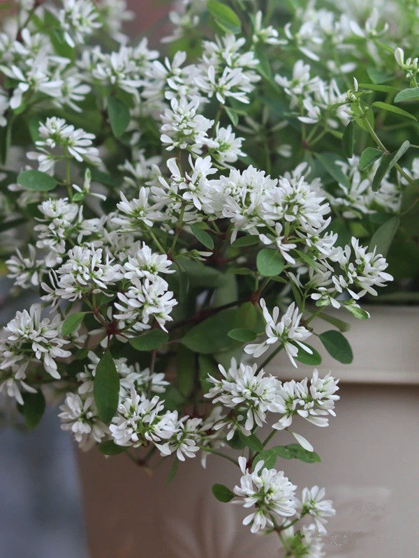 禾叶大戟盆栽圣诞白雪花苗飘雪带花发货阳台庭院多花型好养易爆花