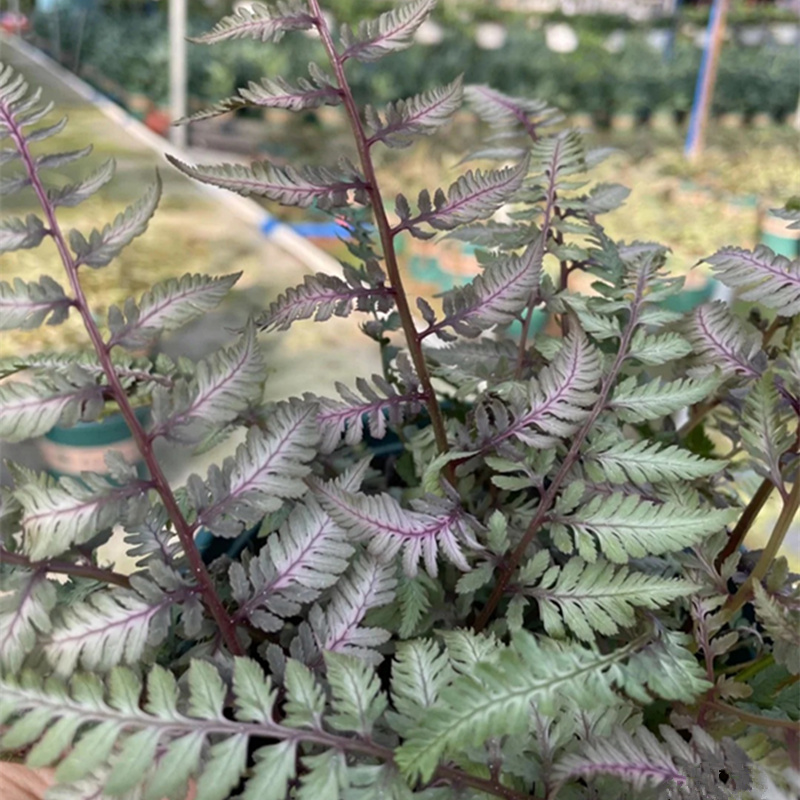 绿植花镜造景配色多年生低维度