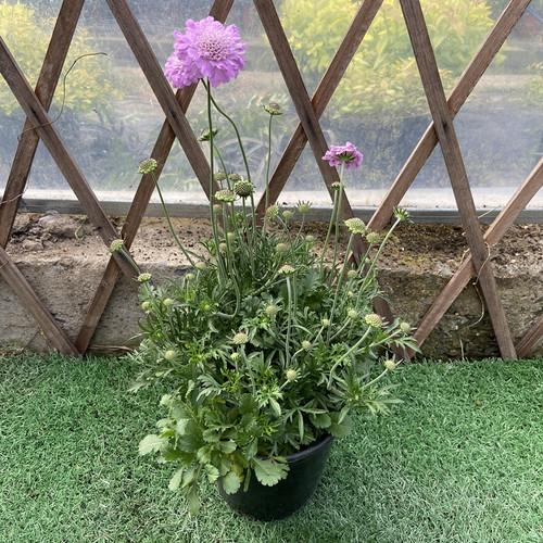 趣味多年生阳台蓝盆花秋季