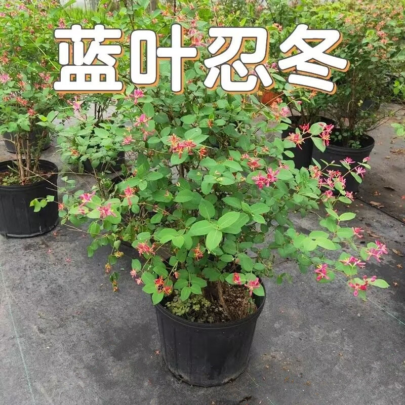 蓝叶忍冬 盆栽 多年生木本花卉室外花园阳台花镜植物耐热耐寒包邮