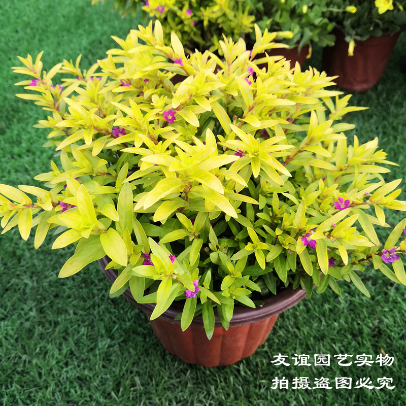 金叶满天星金色盆栽带花耐热花园植物多年生常绿灌木多年生花期长