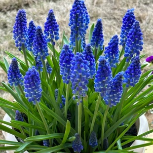 葡萄风信子花苗带花苞多年生观花植物阳台室内外盆栽耐寒好养绿植