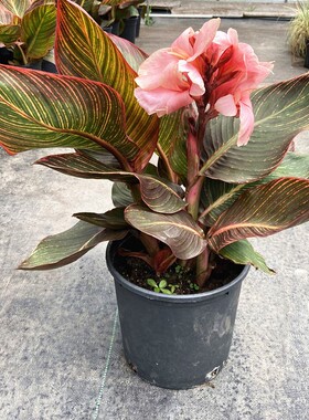 美人蕉盆栽花卉庭院窗台花苗观花植物多年生花镜耐热耐寒绿植球根