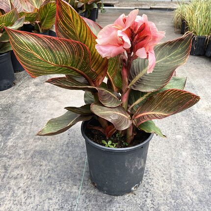 美人蕉盆栽花卉庭院窗台花苗观花植物多年生花镜耐热耐寒绿植球根