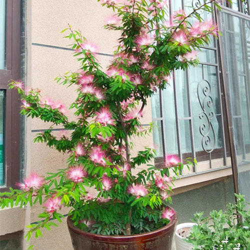 友谊园艺香水合欢2盆起优惠