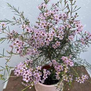 澳洲腊梅盆栽淘金彩梅阳台庭院耐热耐寒冬季年宵花多年生木本植物