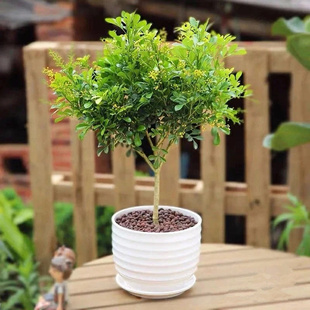 米兰花盆栽花卉植物室内阳台多年生木本花香好养老桩盆景绿植包邮