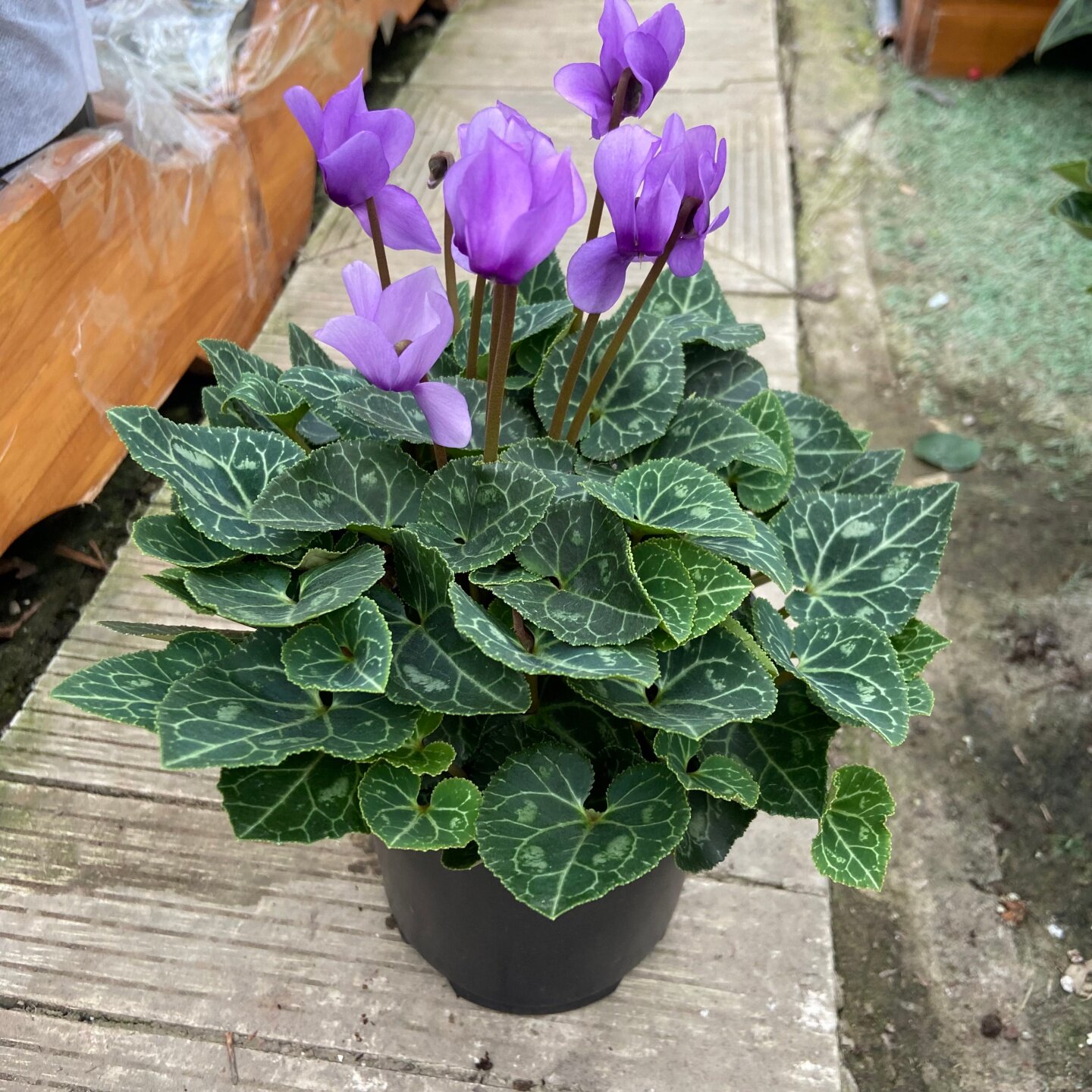 仙客来三色盆栽秋冬开花植物带花发货桌面观花绿植简单养护花期久