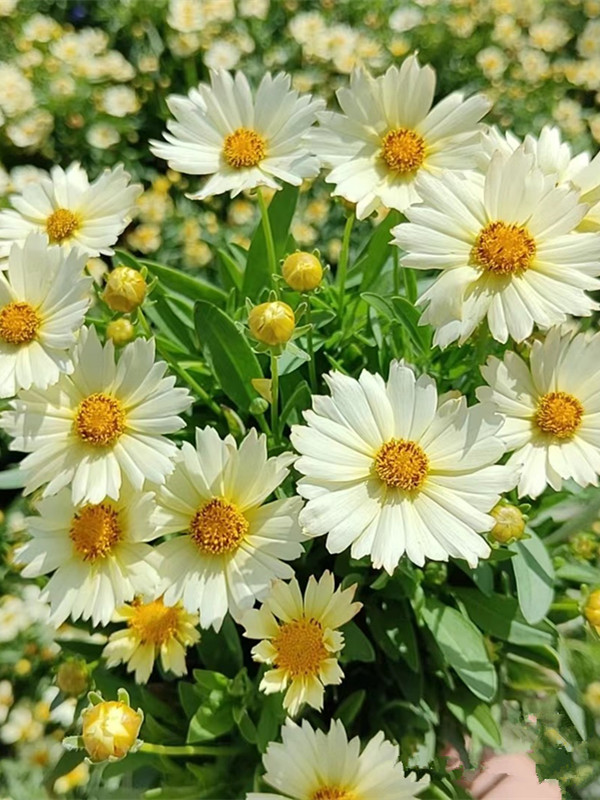 多年生庭院花园宿根花卉阳台四季