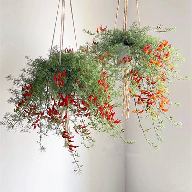 进口鹦鹉嘴百脉根绿植花卉盆栽室内阳台火焰花珊瑚宝石垂吊花包邮
