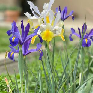进口球根鸢尾德国鸢尾水生四季常绿庭院阳台别墅多年生花园植物