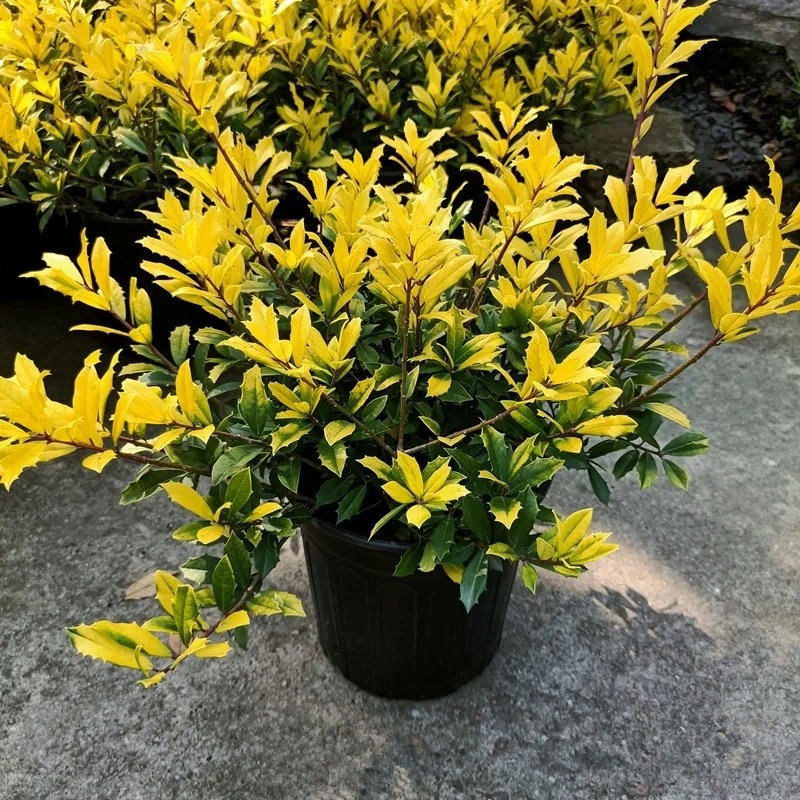 黄金枸骨盆栽花镜植物四季金黄木本乔木观叶别墅庭院狭叶冬青地被