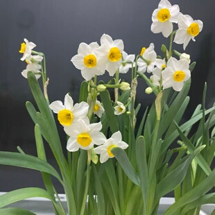 水仙花盆栽水培室内耐阴观赏植物含盆冬季开花年宵花卉好养易活