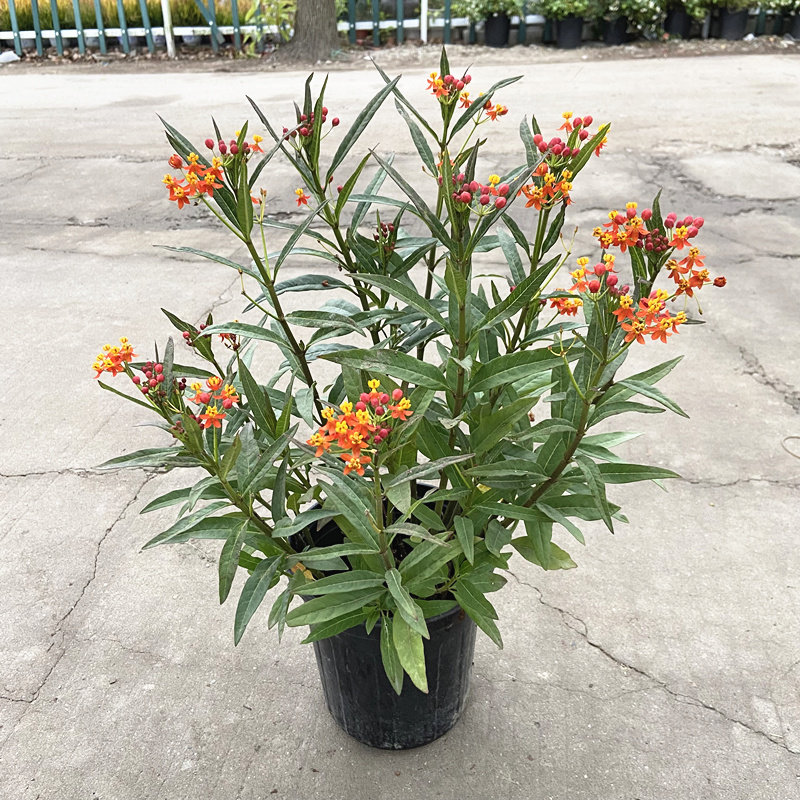 马利筋盆栽芳香花植物室外庭院花园阳台花镜多年生尖尾凤耐热花卉