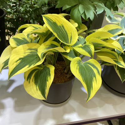 玉簪球根花卉花园花镜夏季开花