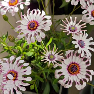 白勺蓝目菊盆栽阳台庭院春季花卉非洲万寿菊花苗玛格丽特阳台