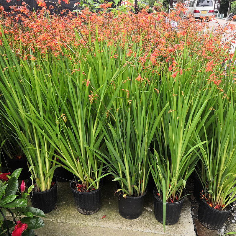 火星花盆栽多年生宿根别墅花镜绿植花卉植物阳台庭院花园绿化包邮