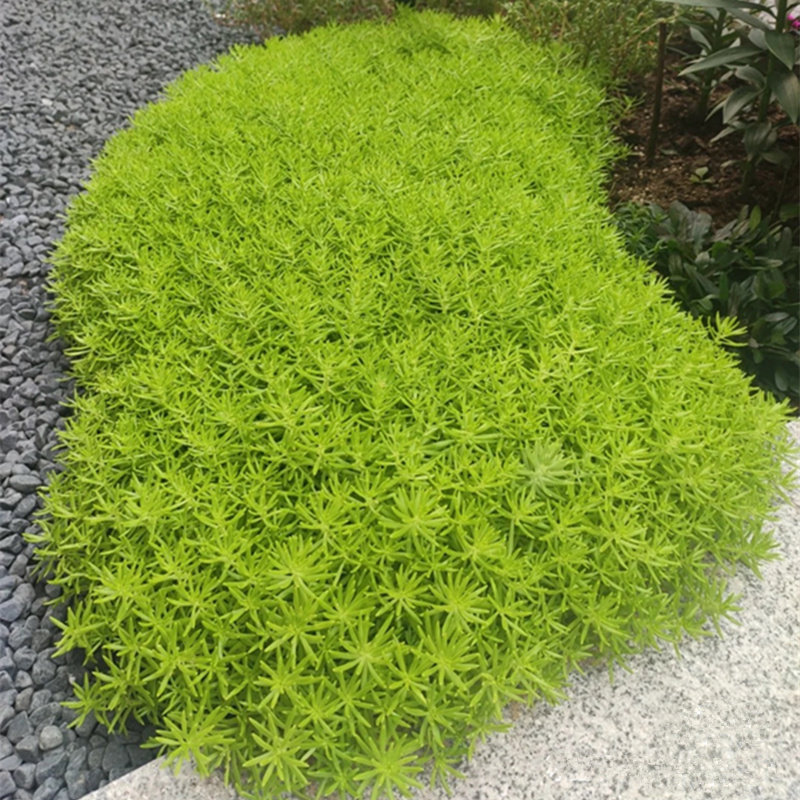 佛甲草 盆栽 地栽常绿植物屋顶绿化草坪草皮屋顶隔热绿化量大包邮