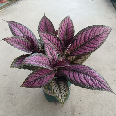 波斯红草盆栽梦幻紫色观叶植物