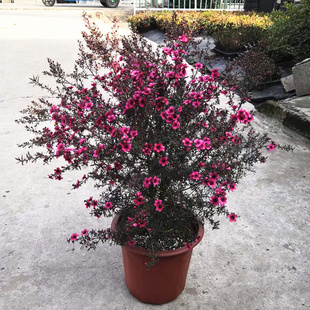 澳梅小叶寒梅盆栽松红梅耐寒花卉多年生木本花卉植物基地发货带花