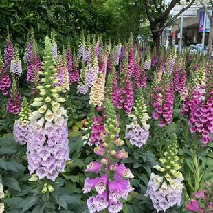 毛地黄花盆栽 线型花镜花园景观吊钟花开花阳台庭院耐寒花卉植物
