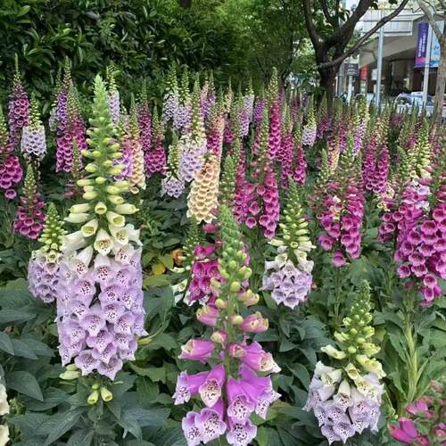 毛地黄花盆栽春季开花