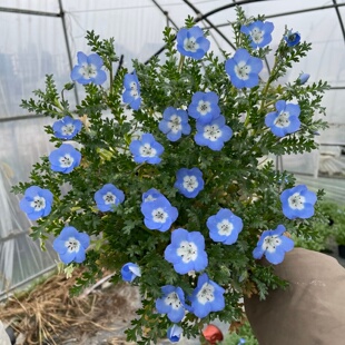 喜林草盆栽粉蝶花时令花卉好养植物庭院造景蓝花地被植物观赏花卉