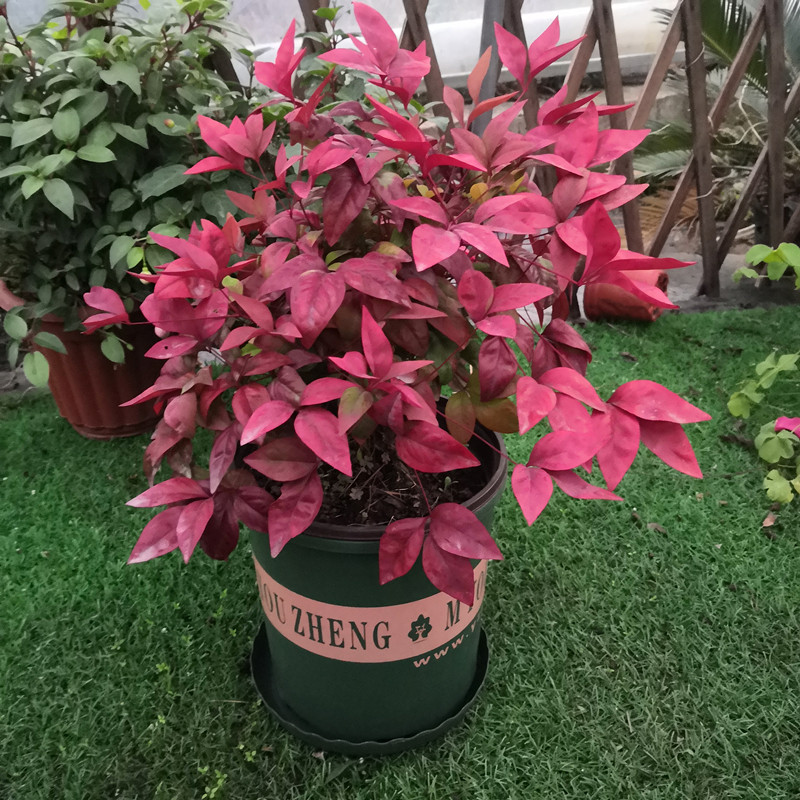 火焰南天竺盆景 老桩 耐寒植物多年生观叶南天竹树苗庭院阳台花园