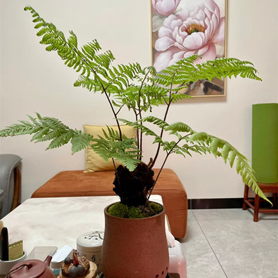 室内红麟蕨盆景网红植物绿植
