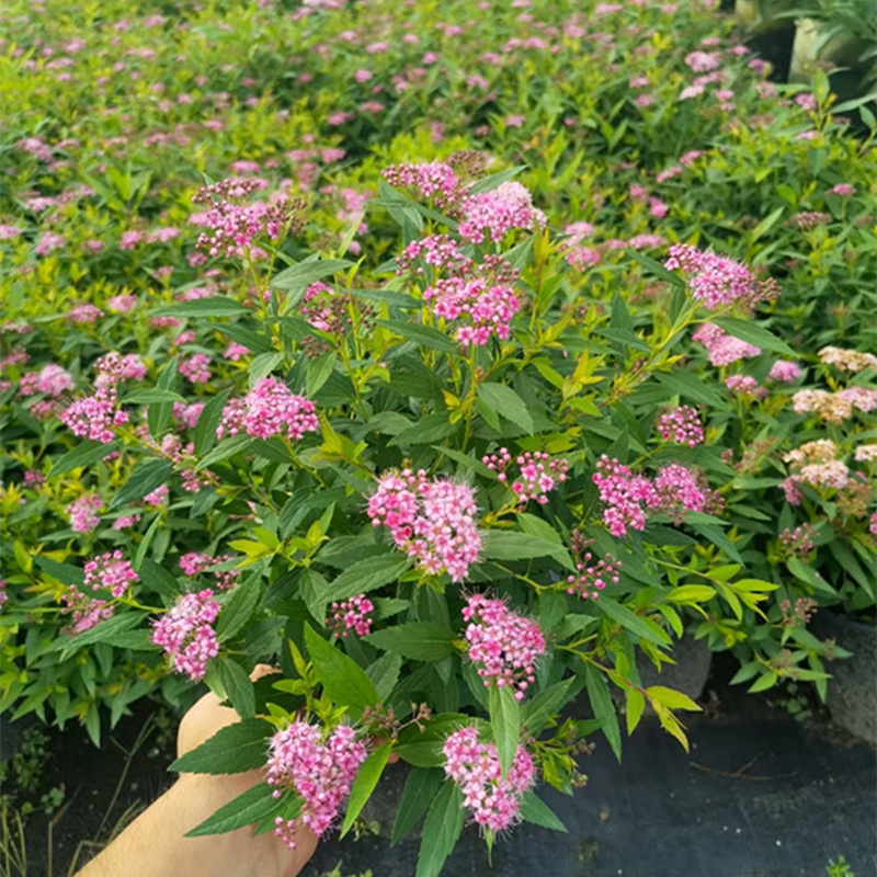 绣线菊粉花阳台庭院夏季秋季多年