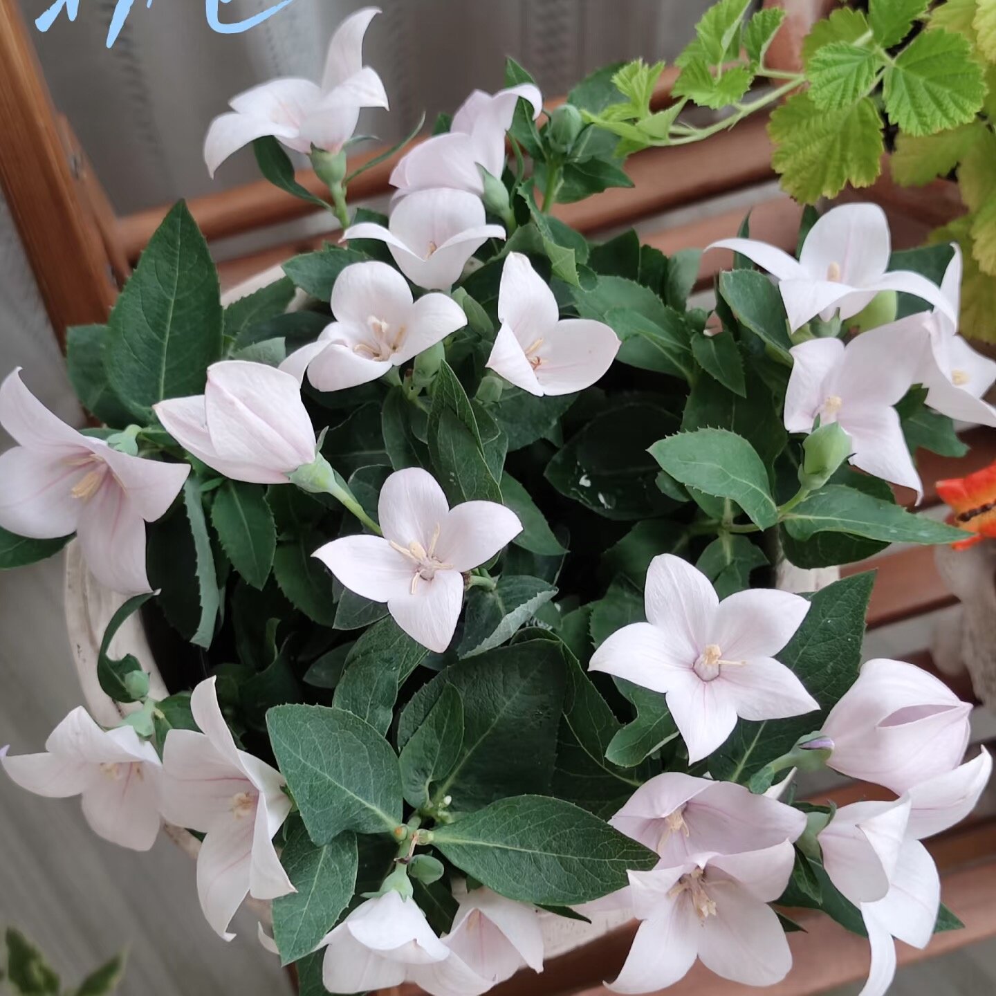 中华桔梗花苗盆栽 阳台花卉植物 带花发庭院多年生趣味蓝色铃铛花