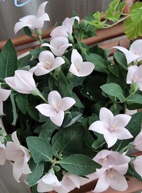 中华桔梗花苗盆栽 阳台花卉植物 带花发庭院多年生趣味蓝色铃铛花