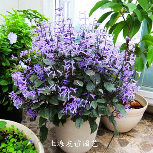 绿植薰衣草花卉非常容易盆栽包邮