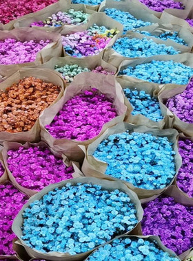 新鲜满天星 可做干花吸色七彩花头漂亮云南直发市场标准一扎包邮