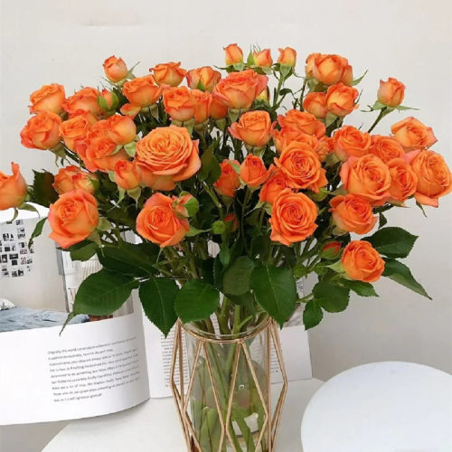 梅丰花卉多头玫瑰通用鲜花