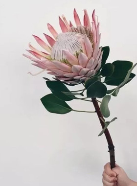 南非进口  鲜切花  帝王  帝王公主  针垫  凤梨海神鲜花云南直发