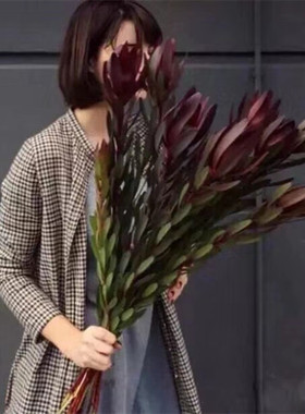 南非进口 木百合鲜花澳洲郁金香绿宝石 家庭插花 可做干花云南直