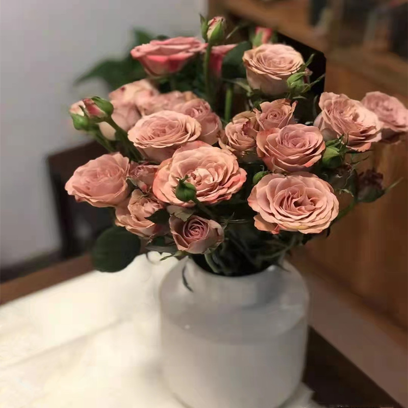 玫瑰卡罗拉，香槟，卡布奇诺