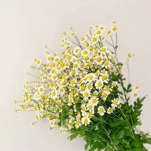 洋甘菊 多头 鲜花 云南昆明基地直发 家庭插花 水养花束摆件