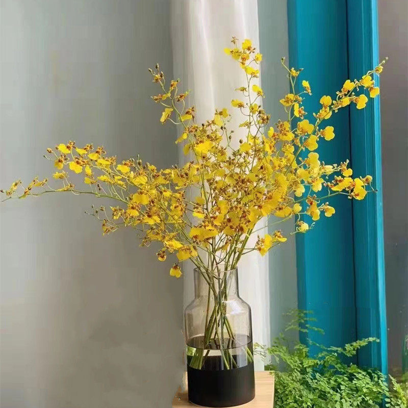 跳舞兰鲜花 家庭插花桌面办室摄影婚礼装饰 云南昆明基地直发鲜切