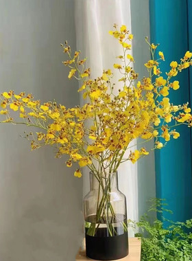 跳舞兰鲜花 家庭插花桌面办室摄影婚礼装饰 云南昆明基地直发鲜切