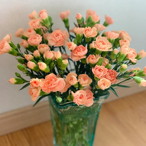 梅丰花卉多头康乃馨通用鲜花