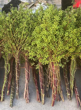 小米果，小米果叶 香樟果鲜花 可做干花装饰花束云南基地直发包邮