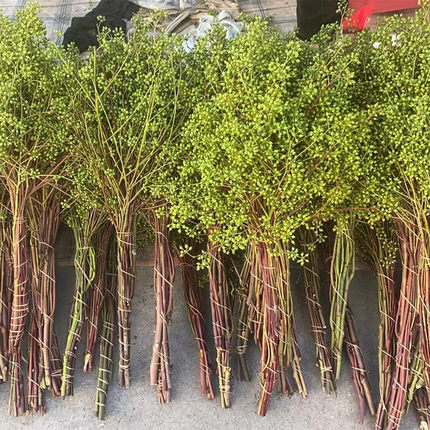 小米果，小米果叶 香樟果鲜花 可做干花装饰花束云南基地直发包邮