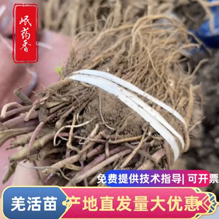 甘肃羌活苗量大优惠羌活种子大黄苗当归苗赤芍苗成活率高药材苗