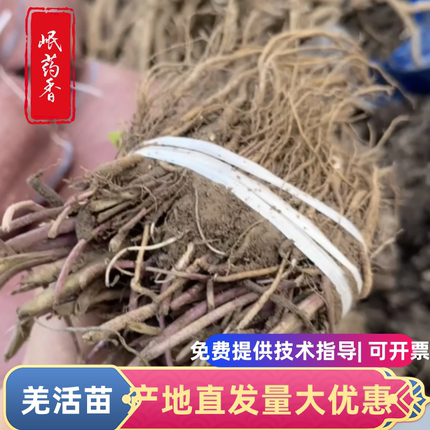 甘肃羌活苗量大优惠羌活种子大黄苗当归苗赤芍苗成活率高药材苗