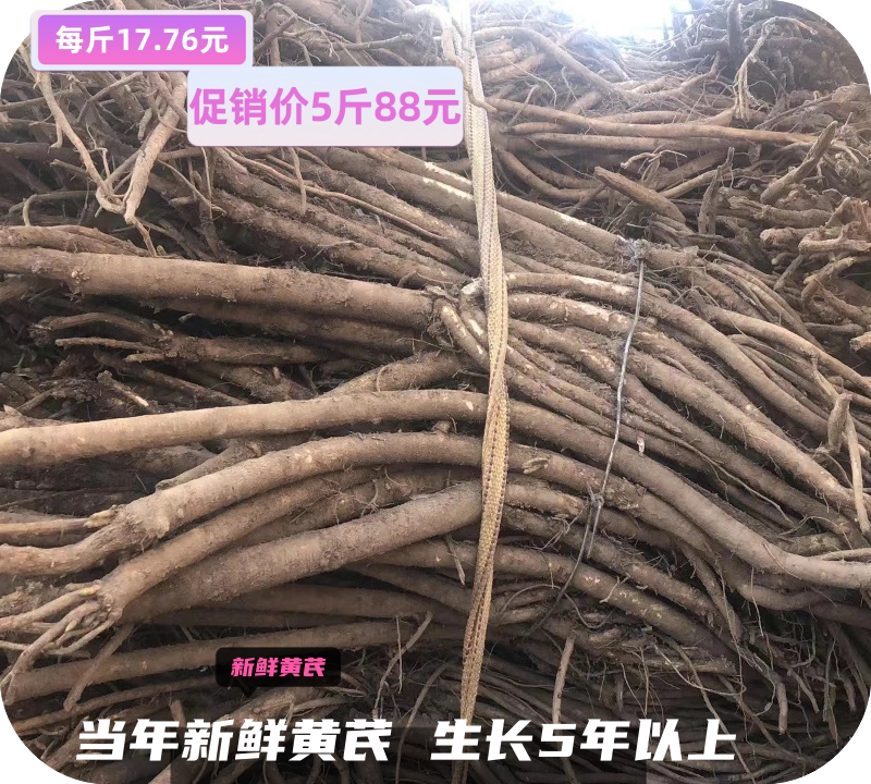 新鲜黄芪现挖特级无硫新鲜当归新鲜党参500克精选包邮量大可批发