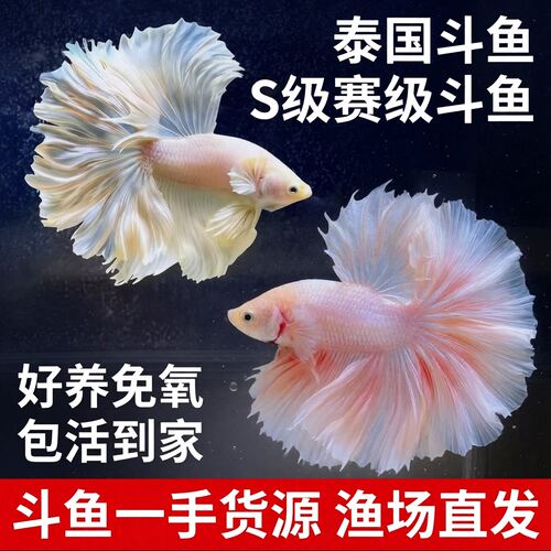 泰国斗鱼一公一母活体好养新手